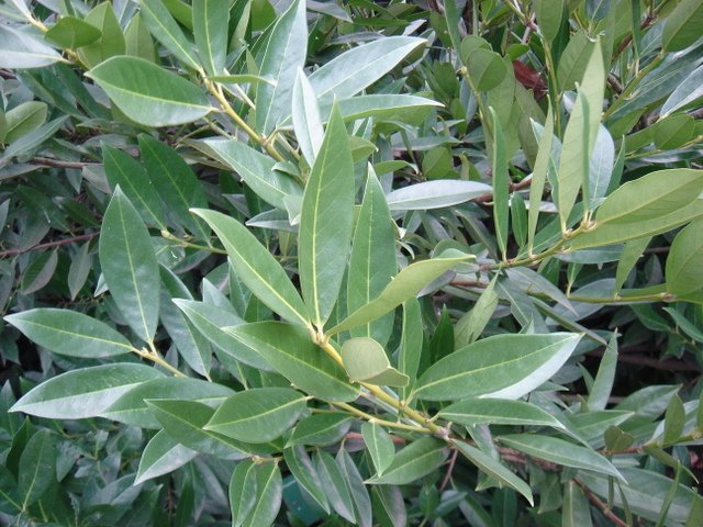 Prunus laurocerasus 'Otto Luyken' P1A P1B P28